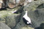 PICTURES/Puffin Express - Boat Tour Around Puffin Island/t_Common Eider Duck.JPG